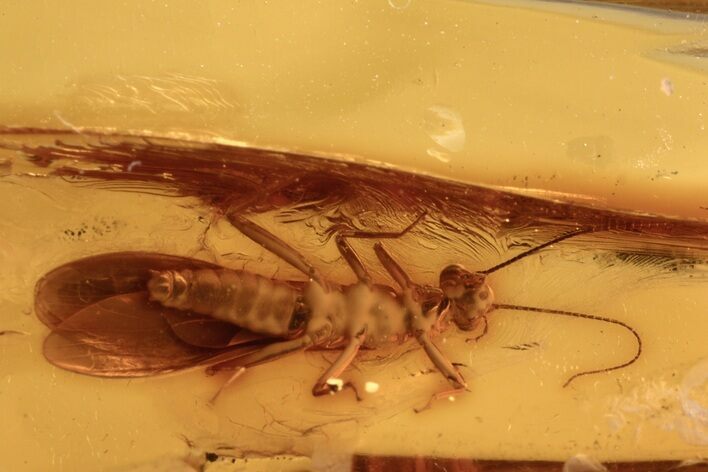 Detailed Fossil Stonefly (Plecoptera) In Baltic Amber #270609
